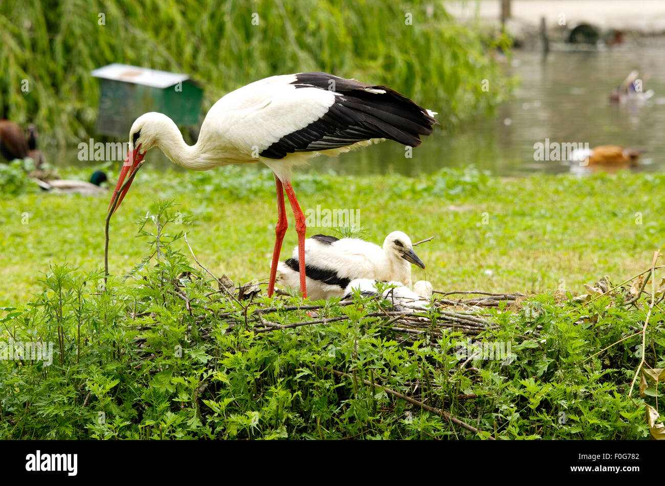 Stork pesca e mangiare una rana Foto Stock