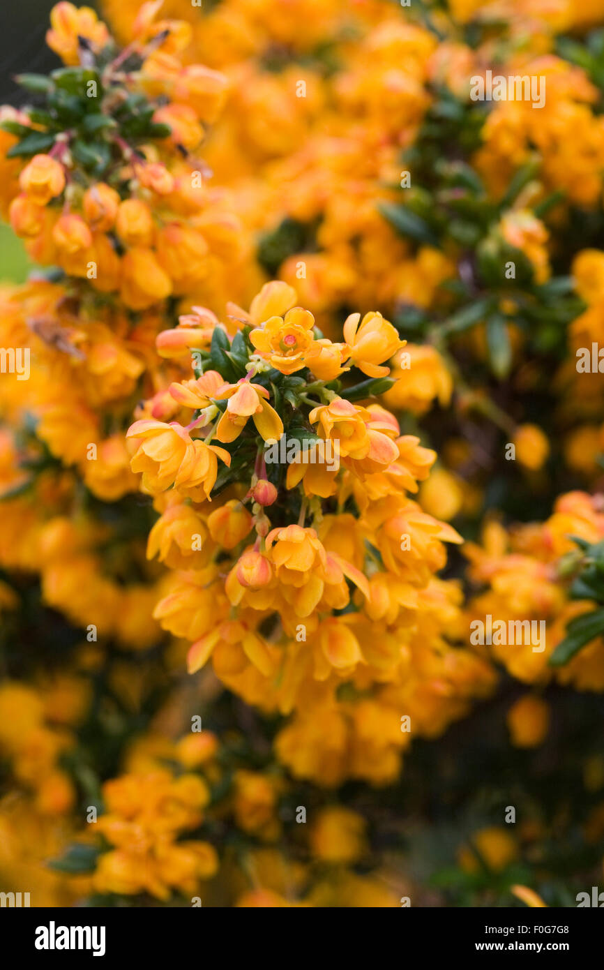 Berberis x stenophylla "Corallina Compacta". Golden Crespino fiori. Foto Stock