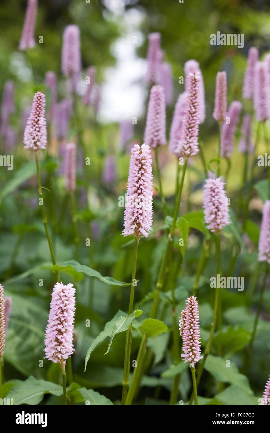 Persicaria bistorta 'Superba' Fiori. Foto Stock