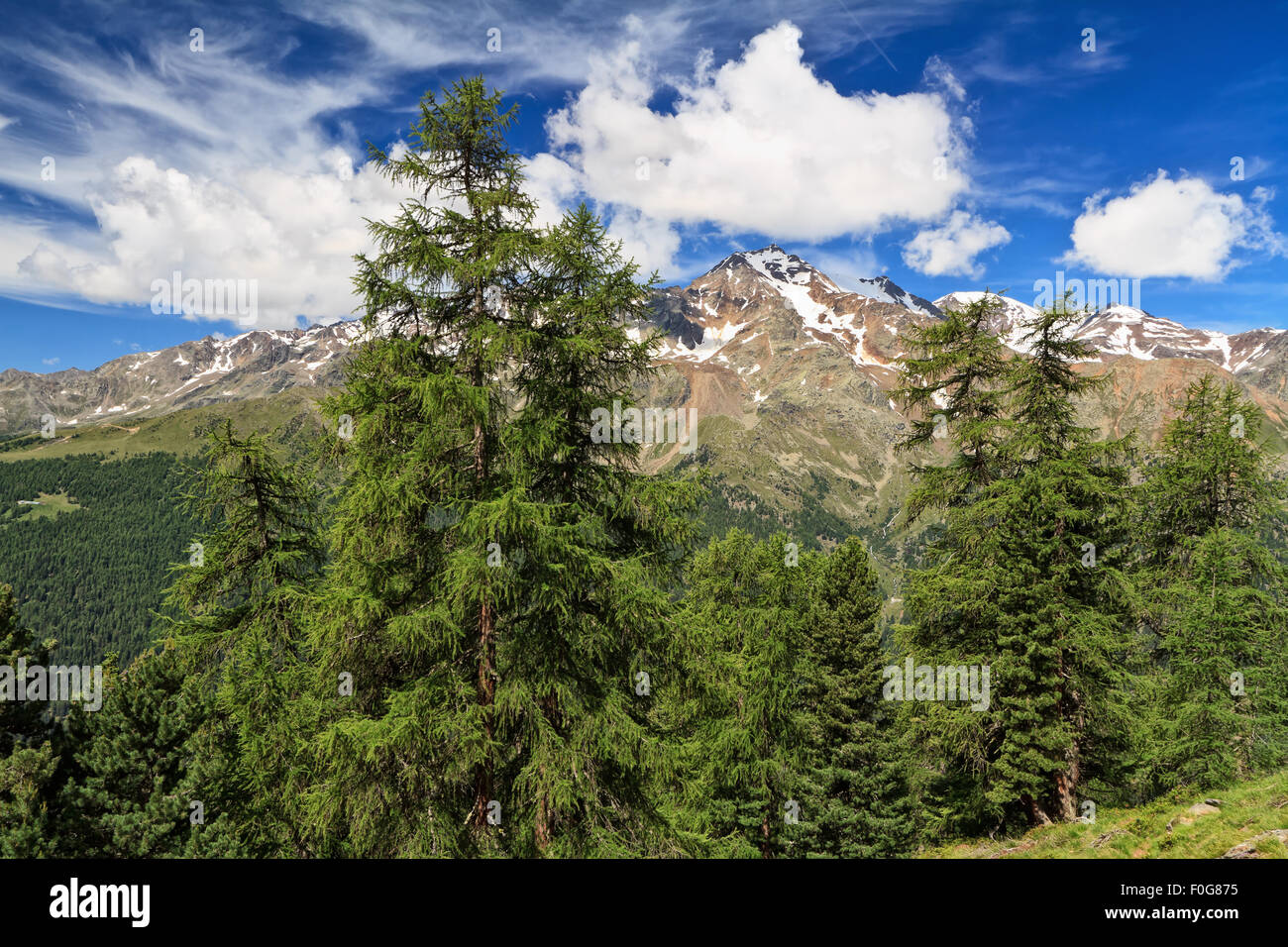 Valle di Pejo con Vioz e Cevedale monte sullo sfondo, Trentino, Italia Foto Stock