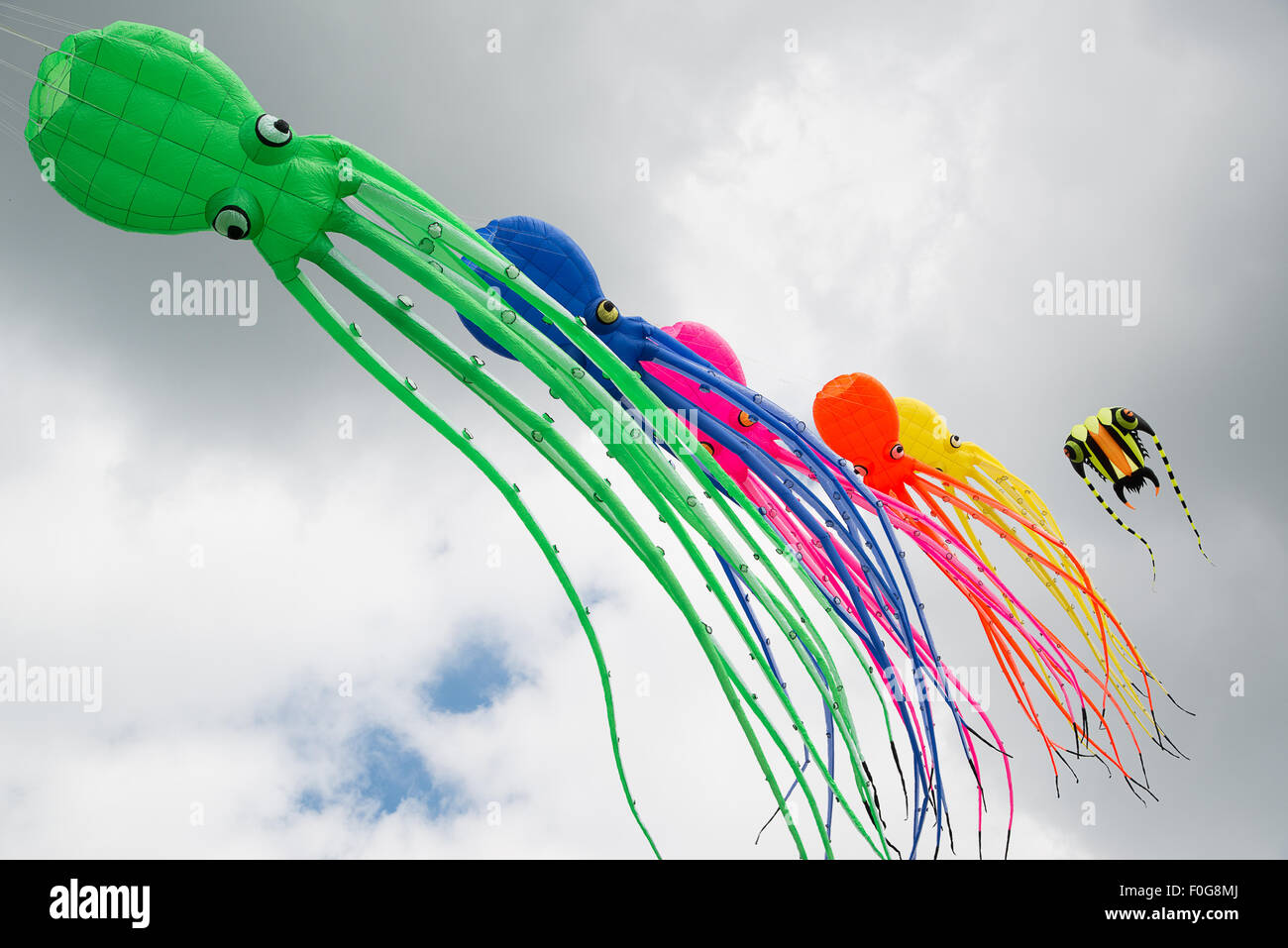 Portsmouth, Regno Unito. Il 15 agosto 2015. Una linea di grande polpo morbido volare aquiloni nel vento durante la International Kite Festival. Credito: MeonStock/Alamy Live News Foto Stock