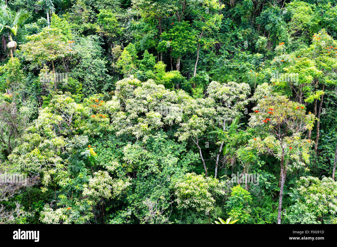 Il fogliame tropicale lungo un pendio di montagna della foresta pluviale in Hawaii mostra un lussureggiante visualizzazione dei ricchi, pianta sana e albero della vita. Foto Stock