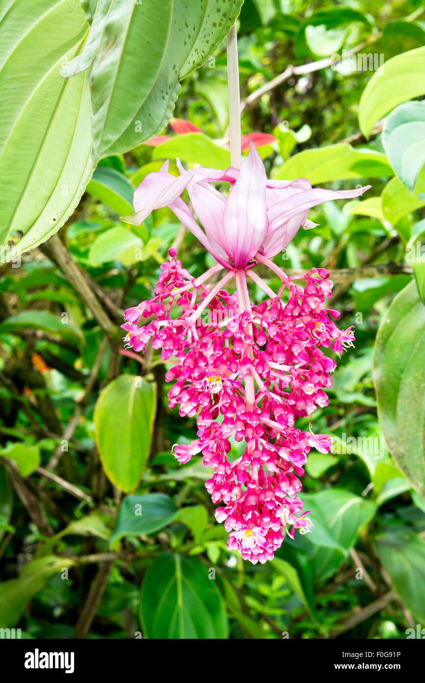 Un vibrante, sano Hawaiian rose fiore di uva appeso in un giardino botanico. Foto Stock