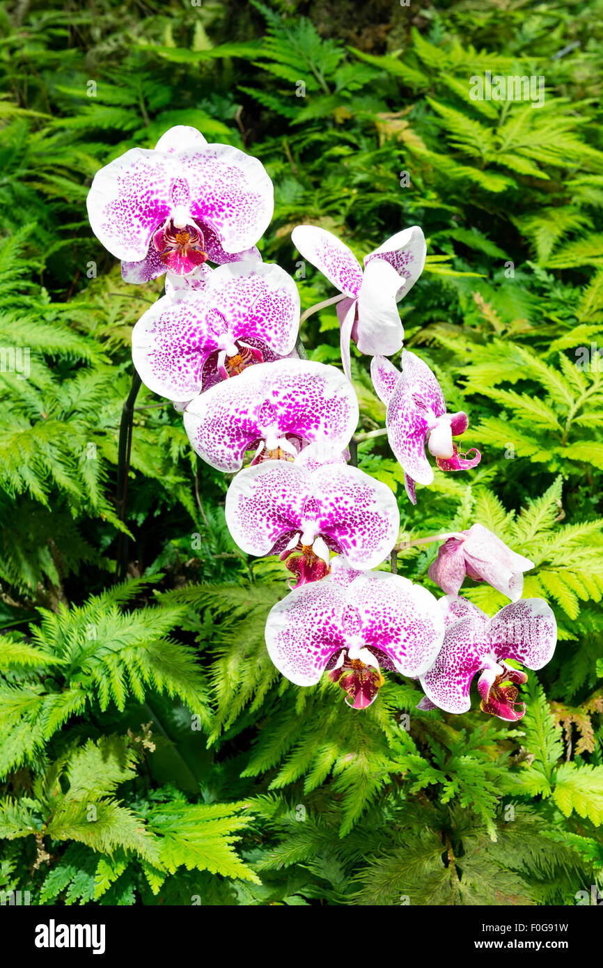 Una fila di orchidee viola circondato da vivaci felci in un lussureggiante Hawaiian giardino botanico Foto Stock