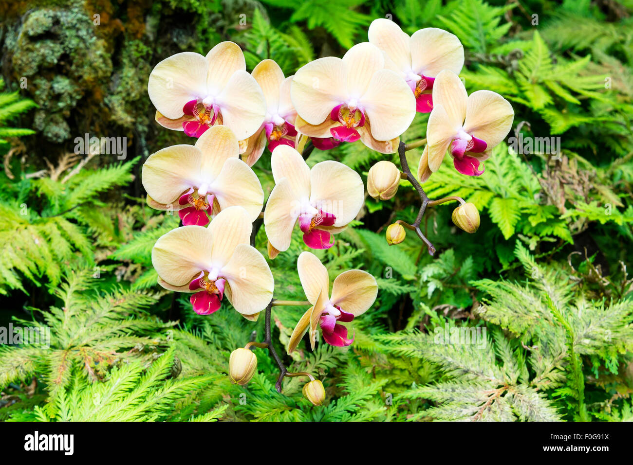 Un mazzetto di orchidee giallo circondato da vivaci felci in un lussureggiante Hawaiian giardino botanico Foto Stock
