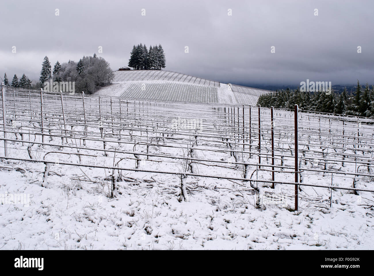 Inverno vigneto, Dundee, Oregon Foto Stock