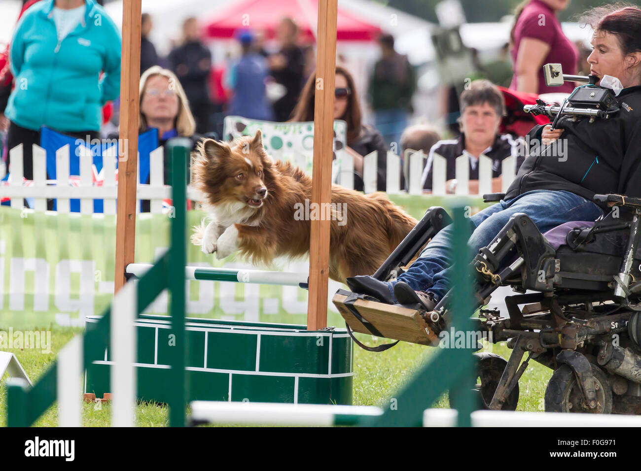 Il Castello di Rockingham, Northamptonshire, Regno Unito. Il 15 agosto 2015. Onorevole Pauline Angus di Inverness in concorrenza con il suo cane Dash al11th Kennel Club Internazionale 4 giorno cane Festival di agilità. Credito: Keith J Smith./Alamy Live News Foto Stock