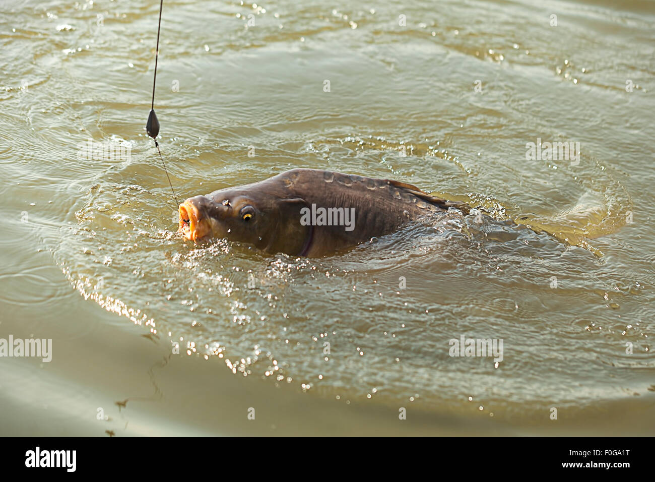 Il grande pesce appeso sull'esca testa sopra l'acqua Foto Stock