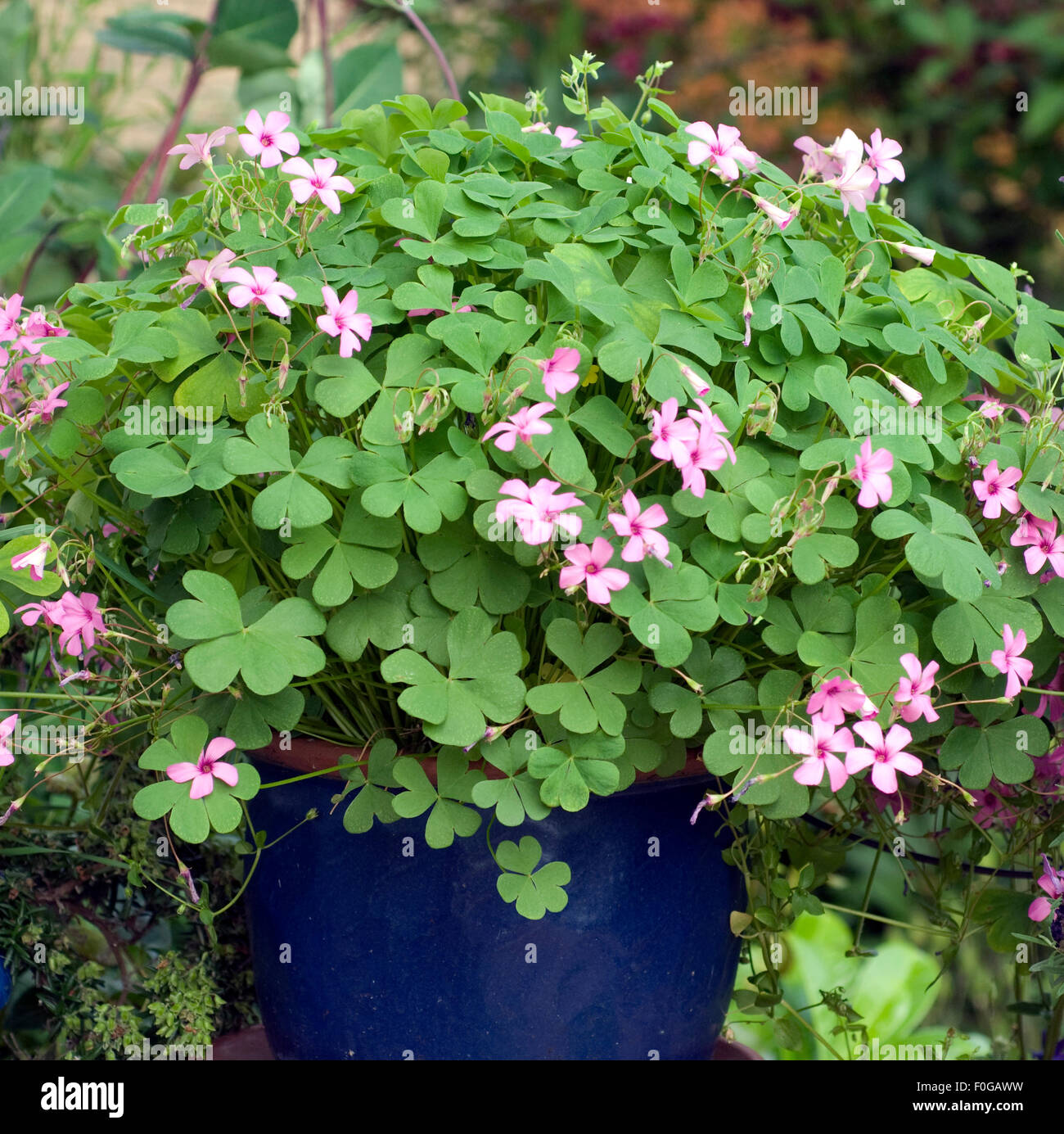 Sauerklee, Oxalis, Balkonblumen, Foto Stock