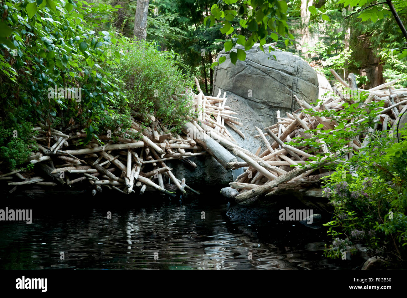 Diga del castoro Foto Stock