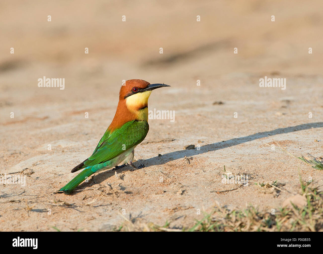 La foto è stata scattata nel parco nazionale Yala in Sri Lanka Foto Stock