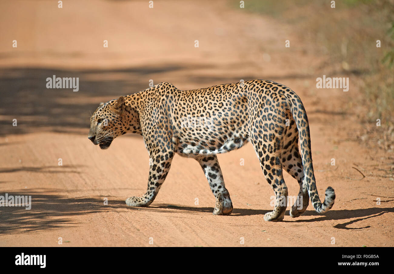 L'immagine del leopardo (Panthera pardus kotiya) è stata scattata nel parco nazionale di Yala in Sri Lanka Foto Stock