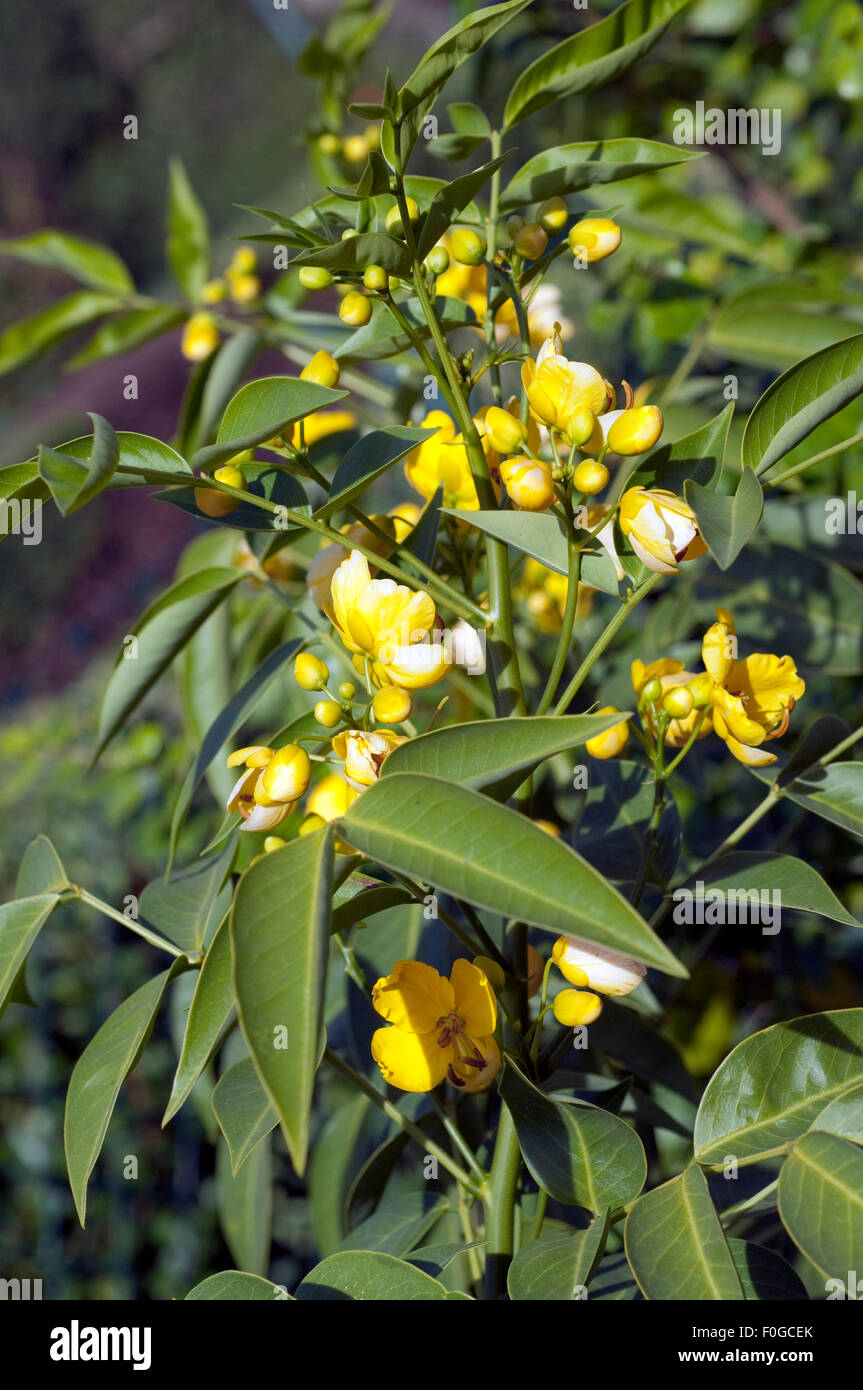 Senna septemtrionalis, Foto Stock