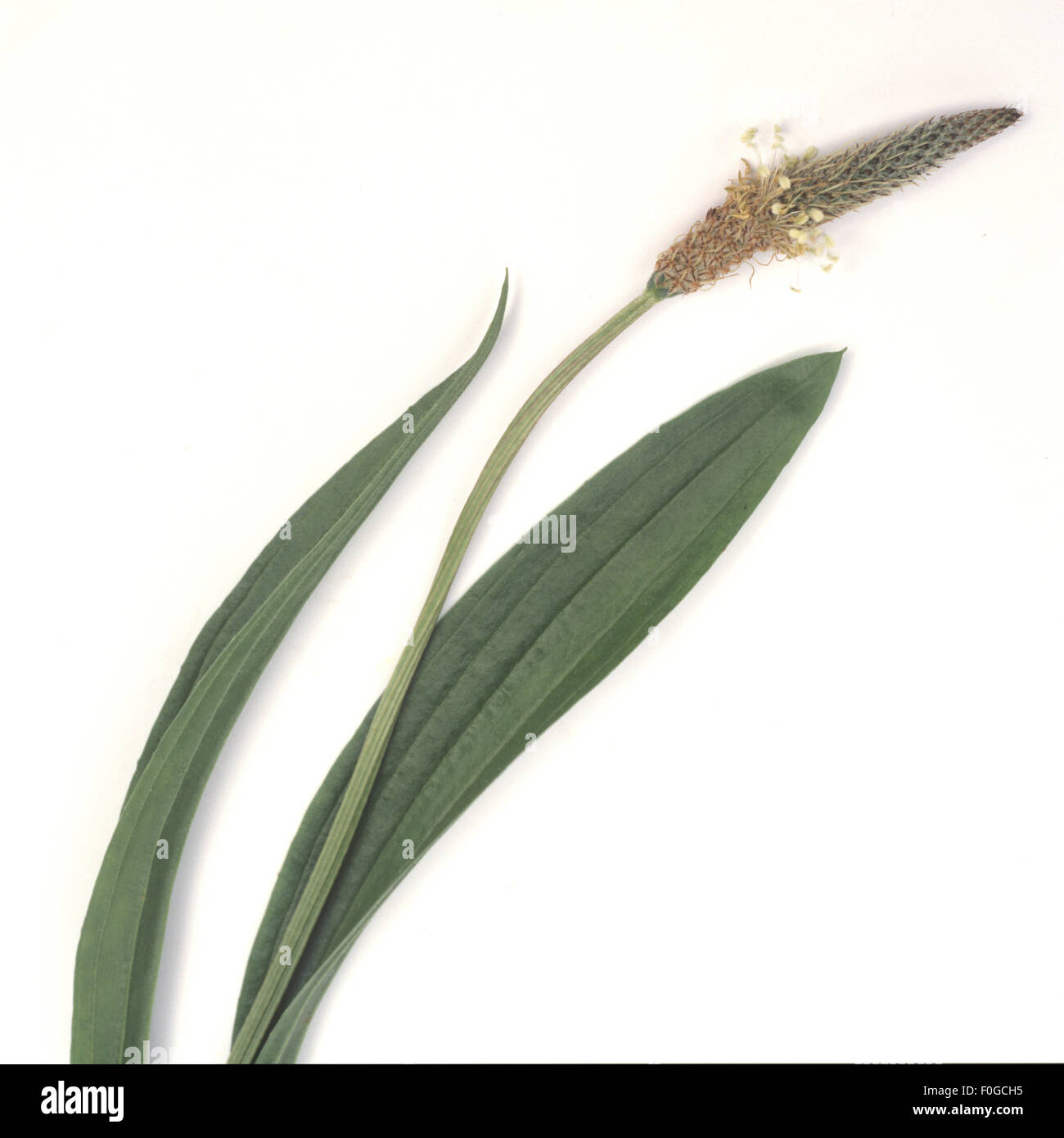 Spitzwegerich, planzago lanceolata, Foto Stock