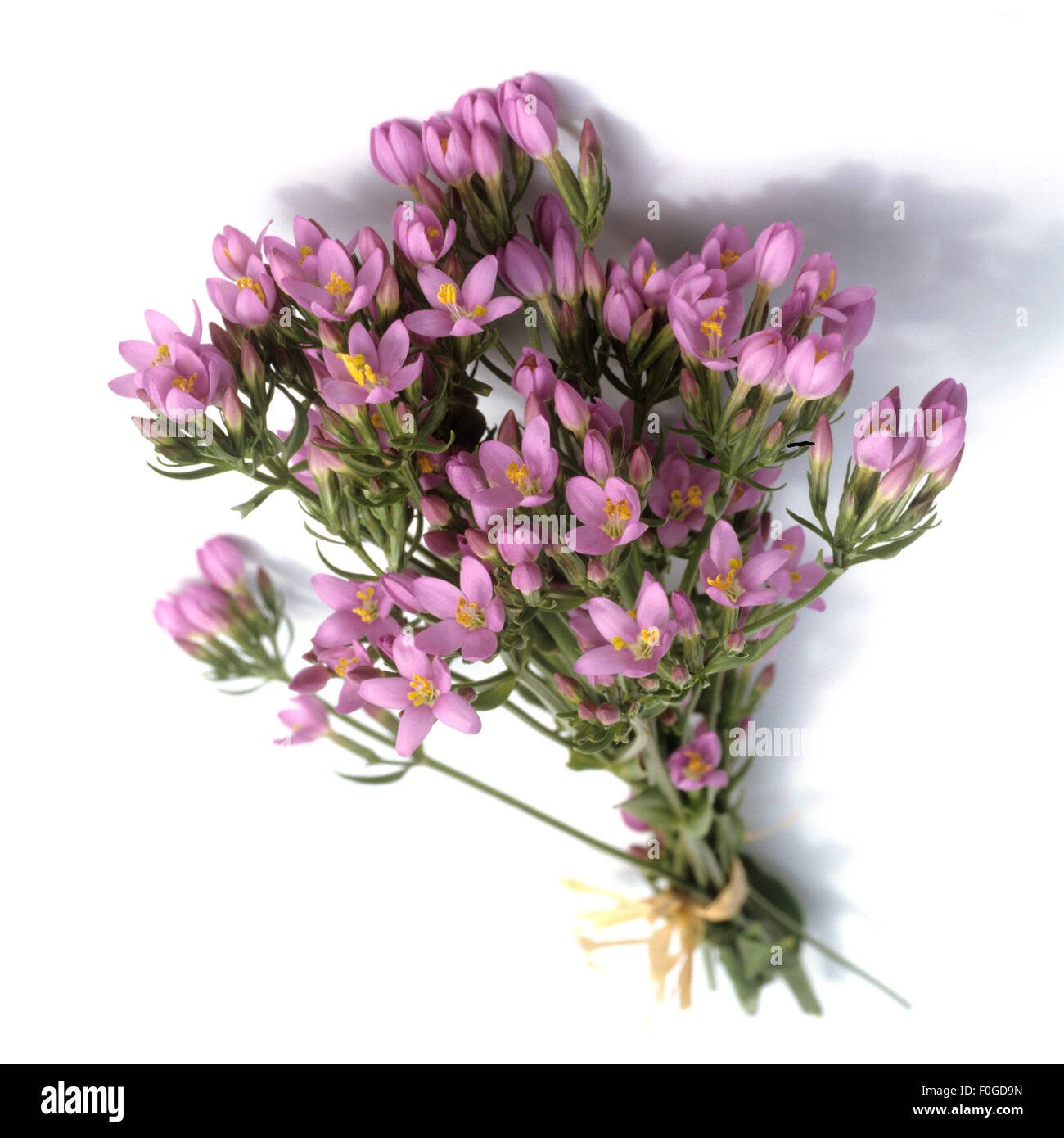 Tausendgueldenkraut, Centaurium erythraea, Centaury, Bachblueten, Foto Stock