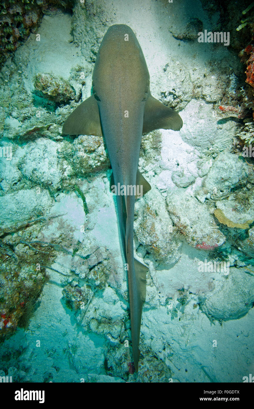 Un infermiere Shark recante nella sabbia in corrispondenza di una stazione di pulizia in Little Cayman. Foto Stock