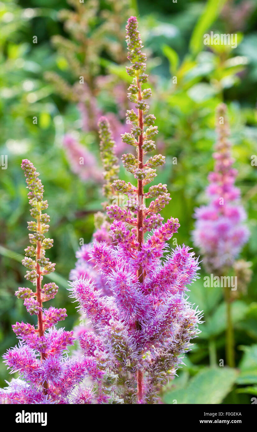 Macro di soffici, rosa e viola Astilbe chinensis Foto Stock