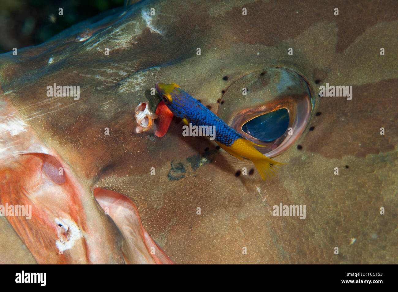 Un Cernie Nassau essendo pulito da un teenager Hogfish spagnolo in Little Cayman, Isole Cayman. Foto Stock