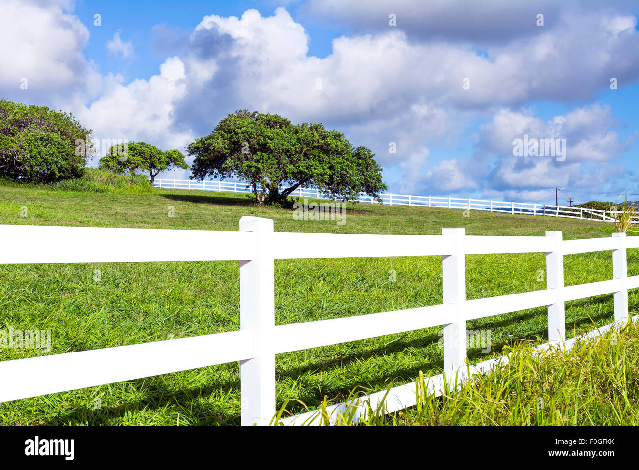 Un bellissimo agriturismo campo circondato da un recinto di bianco in Kauai, Hawaii mostra un albero solitario in mezzo al verde pascolo. Foto Stock