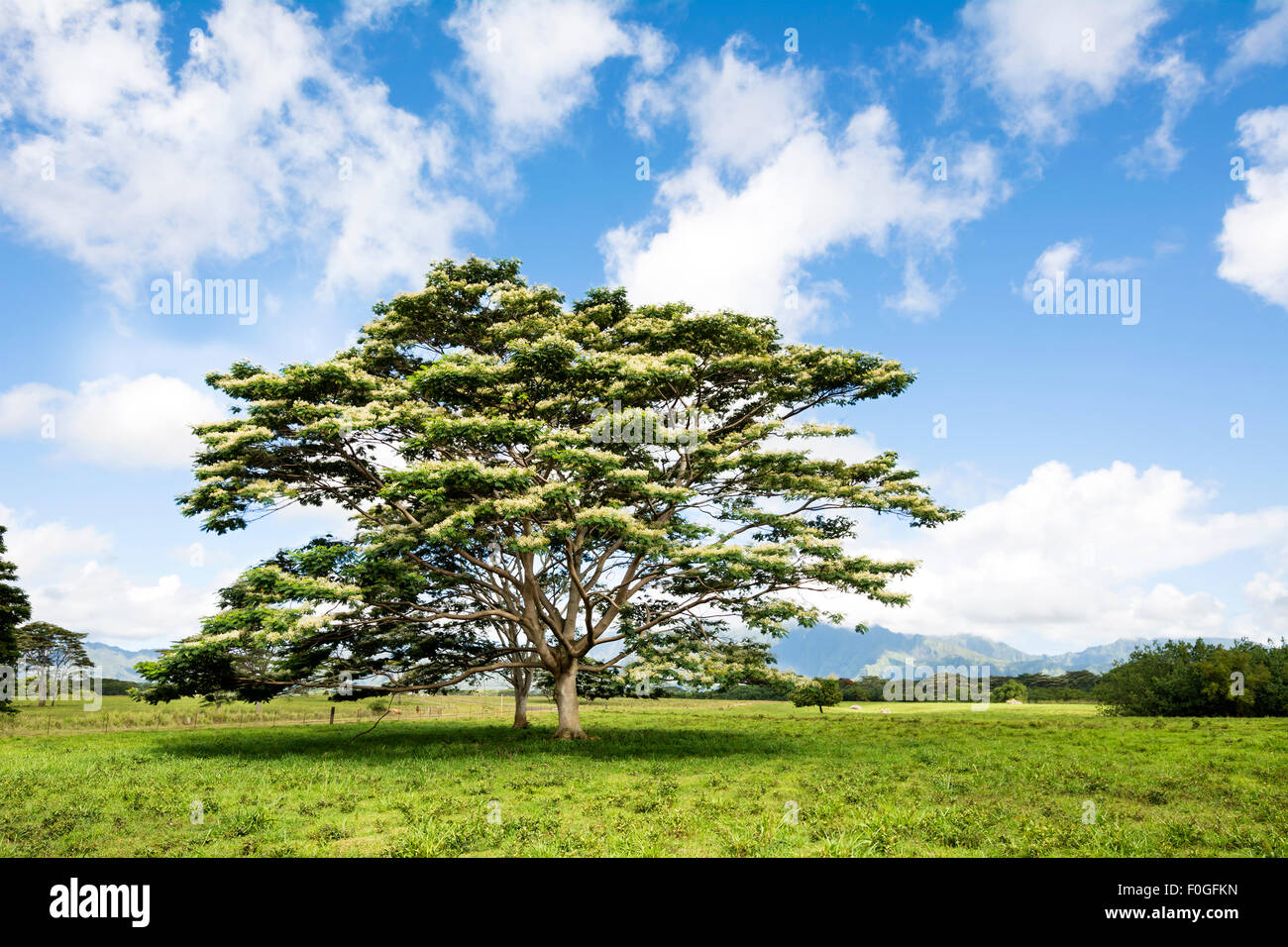 Un Albezia albero cresce nel mezzo di un prato di una località di campagna in Kauai Hawaii. Foto Stock