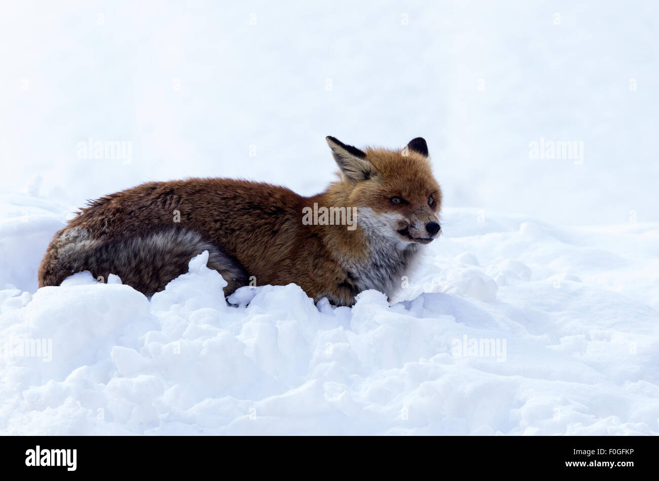 La volpe rossa su una neve, il bianco della neve, red fox, lupo, mammiferi, italiani alpi, montagna, animali selvatici in alpi montagna italiana Foto Stock