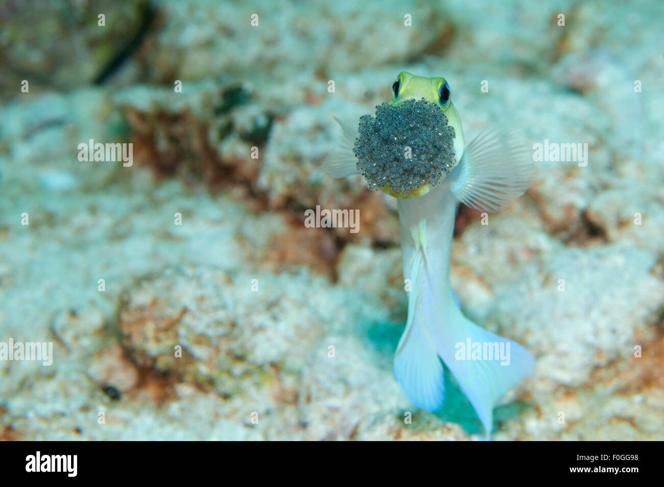 Un Yellowhead Jawfish aerare le uova nella sua bocca in macerie in Little Cayman. Foto Stock