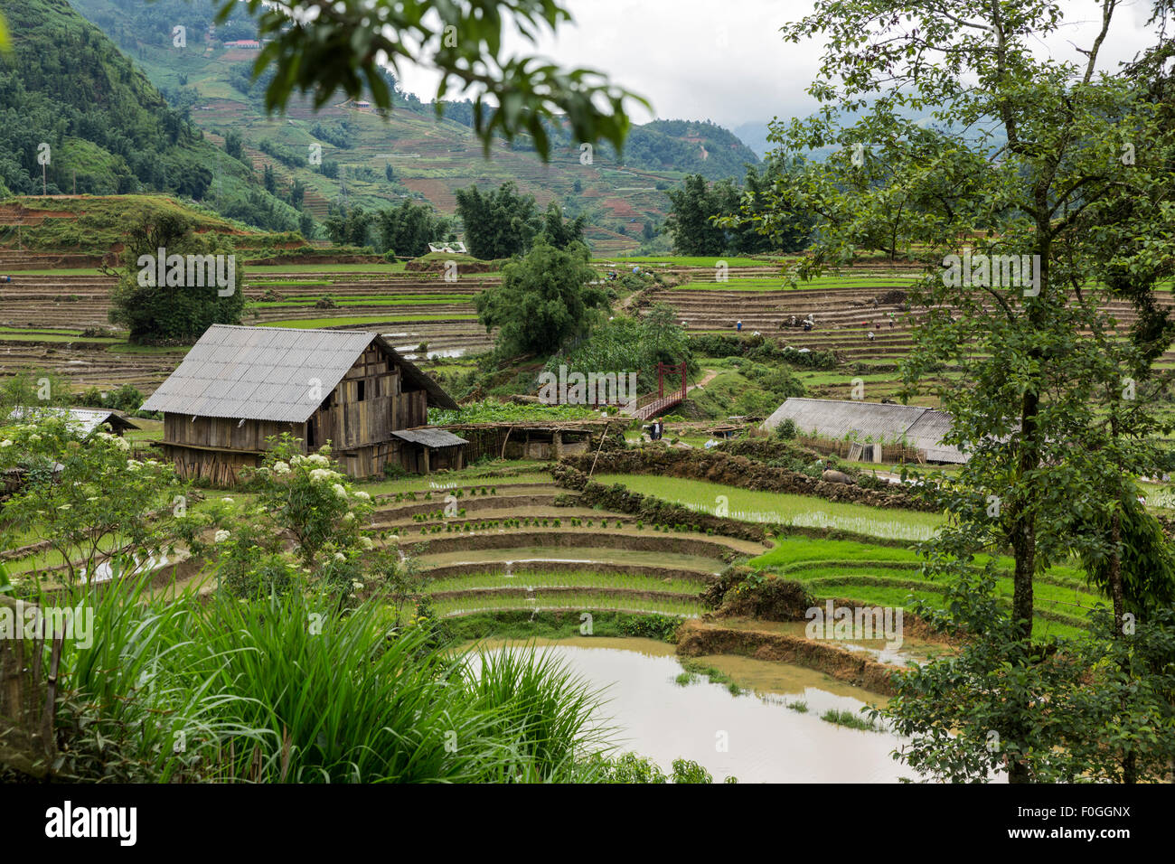 Appena piantato risaie a terrazze e fabbricati in Cat Cat villaggio nei pressi di Sa Pa nel nord del Vietnam durante la stagione delle piogge. Foto Stock