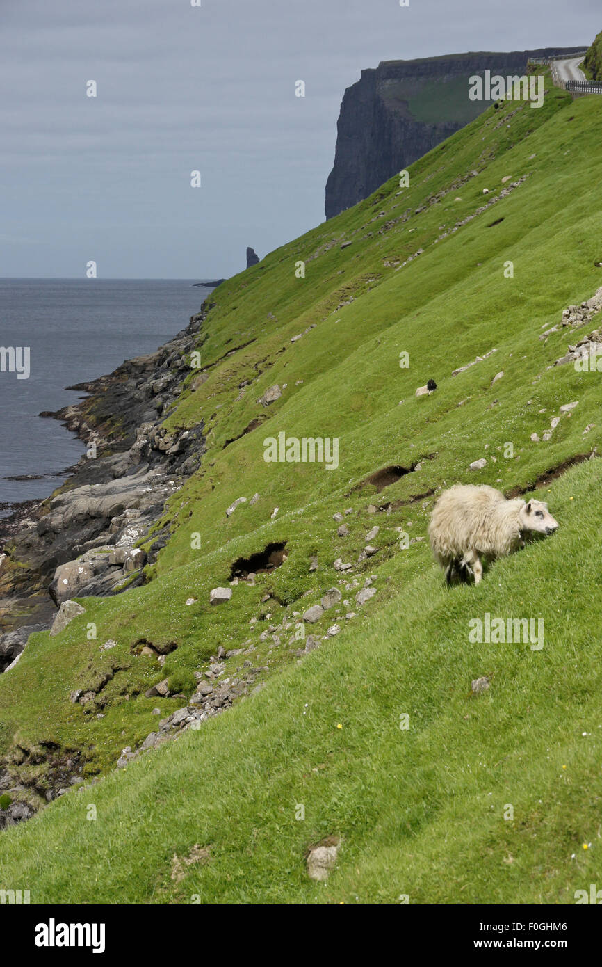 Faroese pecore al pascolo sul ripido pendio Tjornuvik, Stremoy, Isole Faerøer Foto Stock