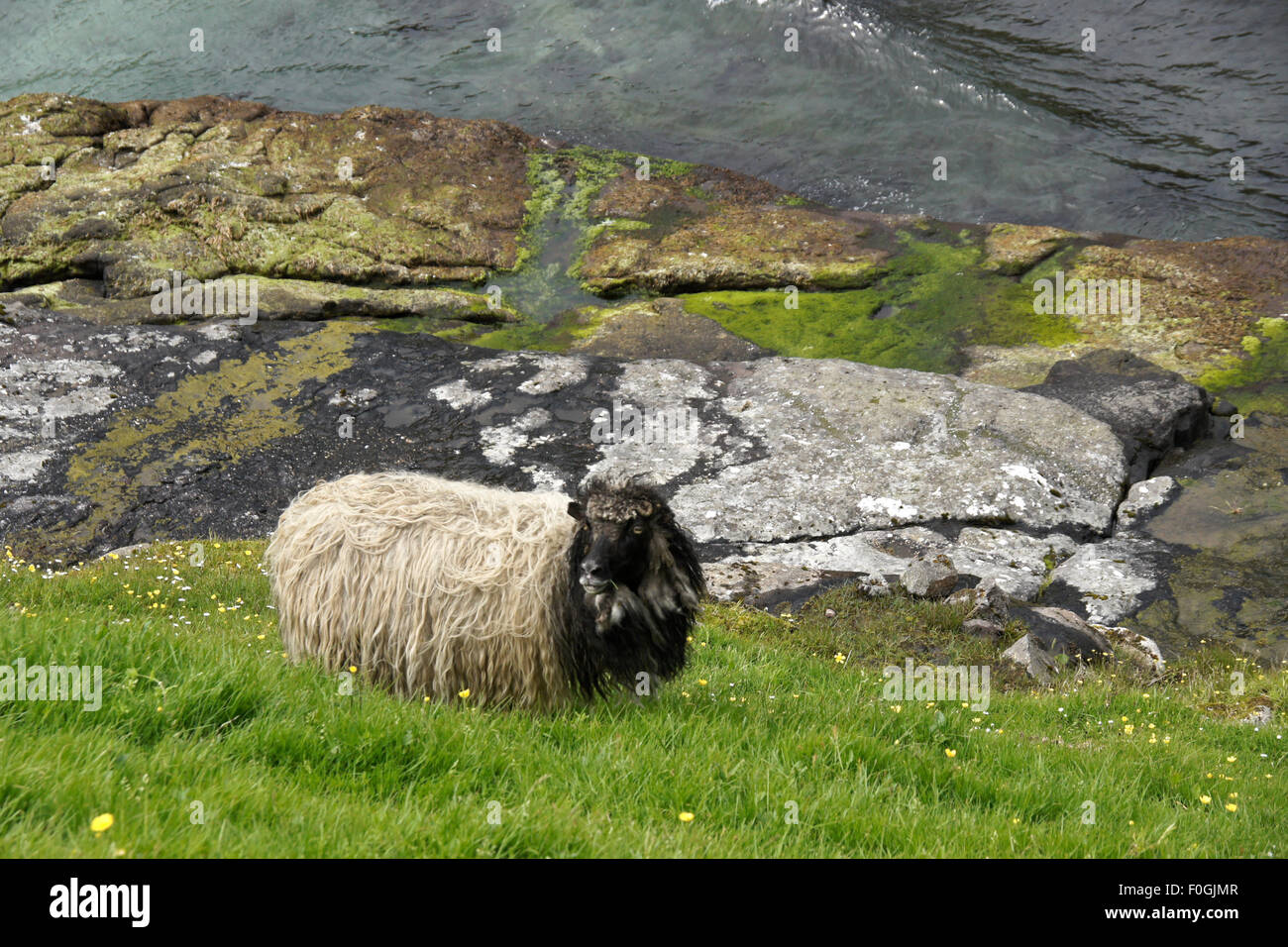 Faroese pecore al pascolo sul ripido pendio a bordo d'acqua, Tjornuvik, Stremoy, Isole Faerøer Foto Stock