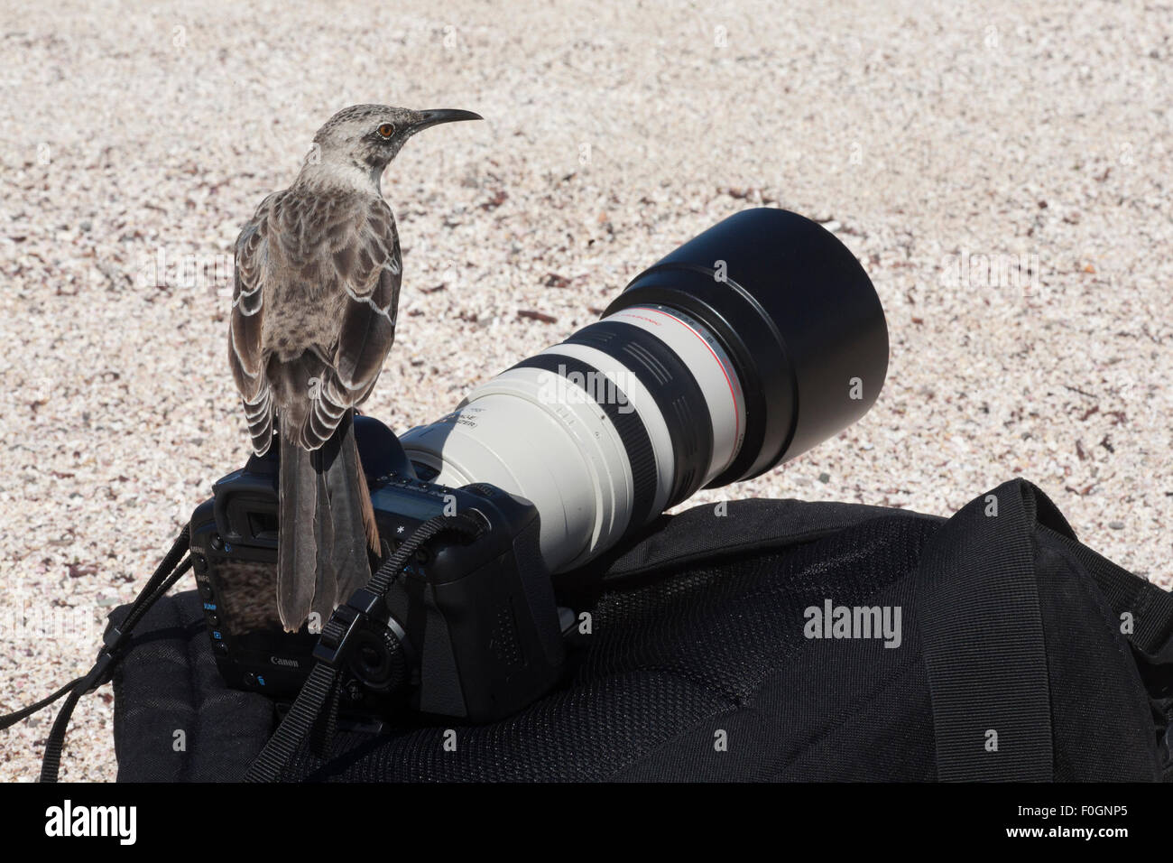 Espanola Mockingbird (Mimus macdonaldi) appollaiato sul turista la telecamera e il pack. Foto Stock
