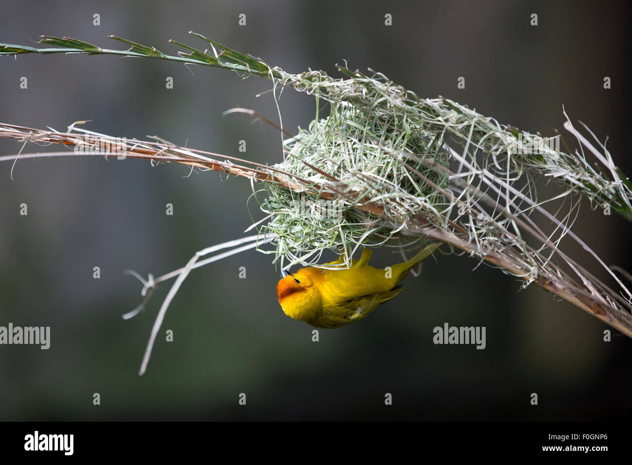 Taveta Golden Weaver (Ploceus castaneiceps) nido di costruzione su rami di albero Foto Stock