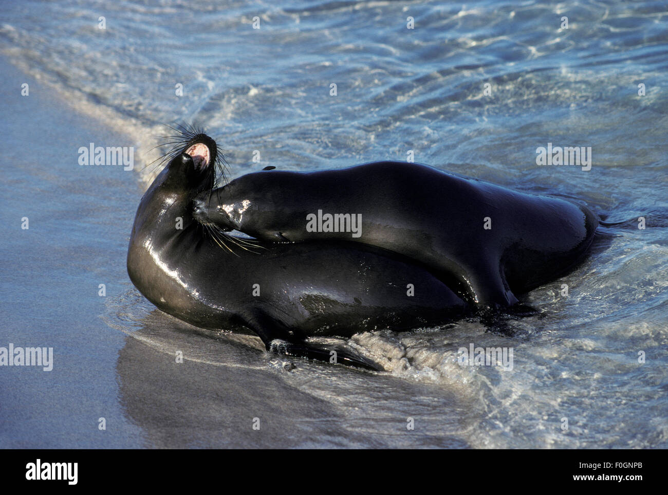 I leoni marini di Galapagos (Zalophus wollebaeki), giovani maschi mock che combattono nella baia di Sullivan sulle rive dell'isola di Santiago Foto Stock