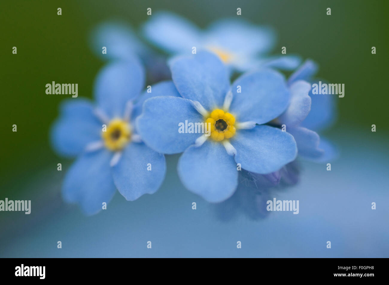 Dimenticare alpino-me-non (Myosotis asiatica) fiori, Liechtenstein, Giugno 2009 Foto Stock
