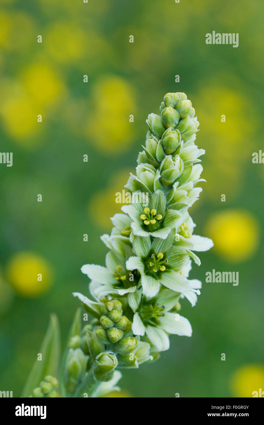 L'elleboro bianco (Veratrum album) fiore, Liechtenstein, Giugno 2009 Foto Stock