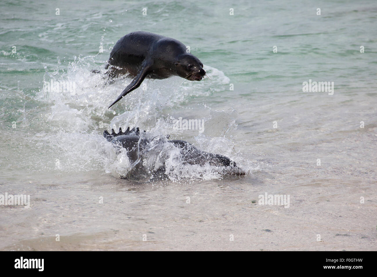 Giocosi leoni marini delle Galapagos (Zalophus wollebaeki) che navigano nell'Oceano Pacifico, un animale che salta sopra un altro a Gardner Bay, Espanola Island Foto Stock