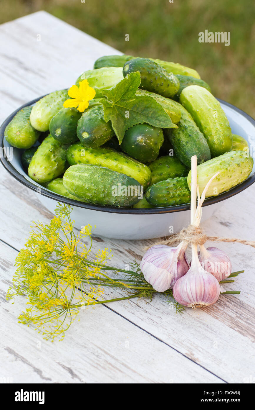 I cetrioli maturi nel recipiente di metallo e aglio fresco con aneto sul vecchio bianco tavolo in legno nel giardino sulla giornata di sole, sana alimentazione Foto Stock