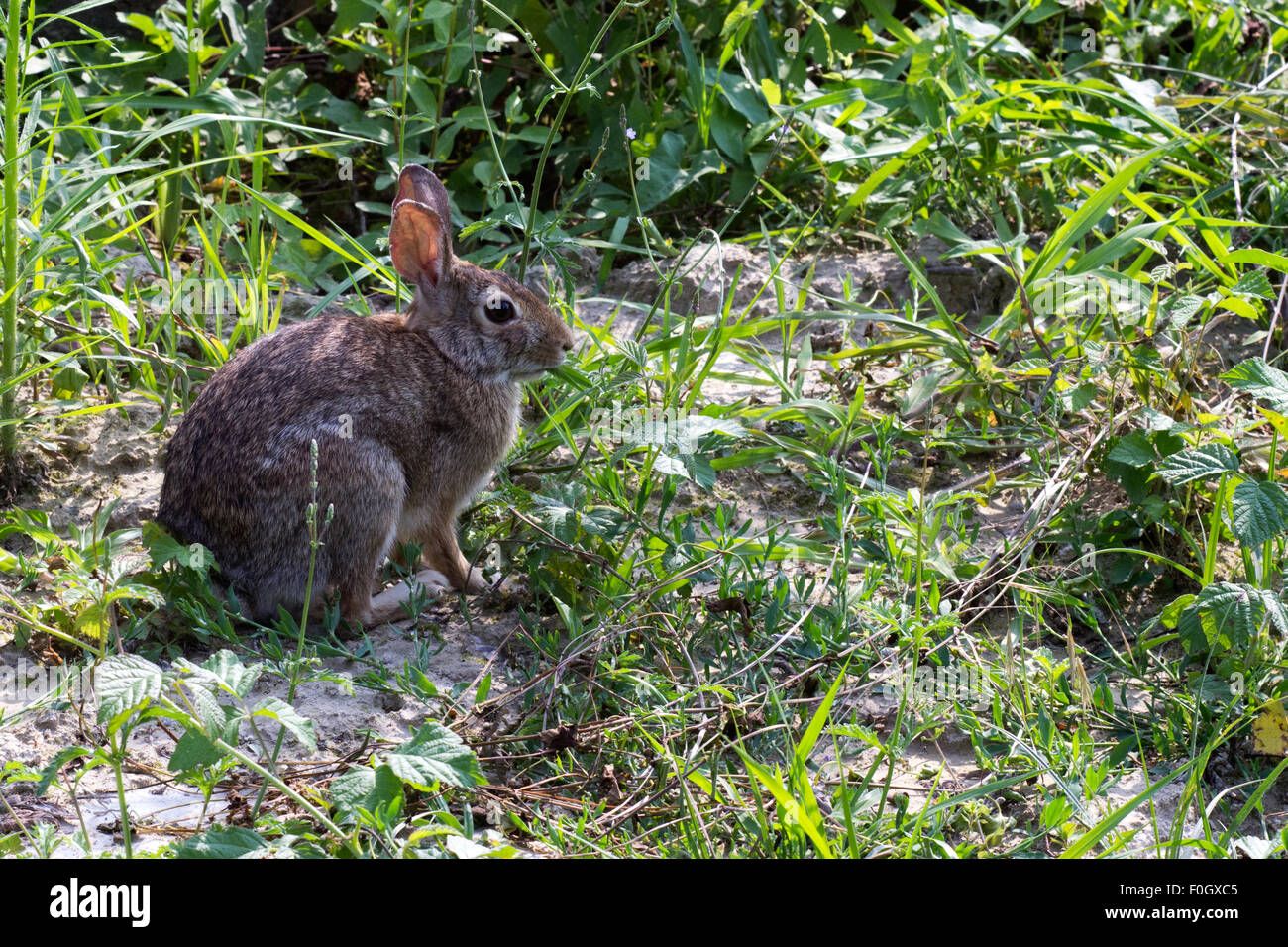 Coniglio selvatico, coniglio closeup, coniglio su camp, italiano coniglio selvatico, mammiferi Foto Stock