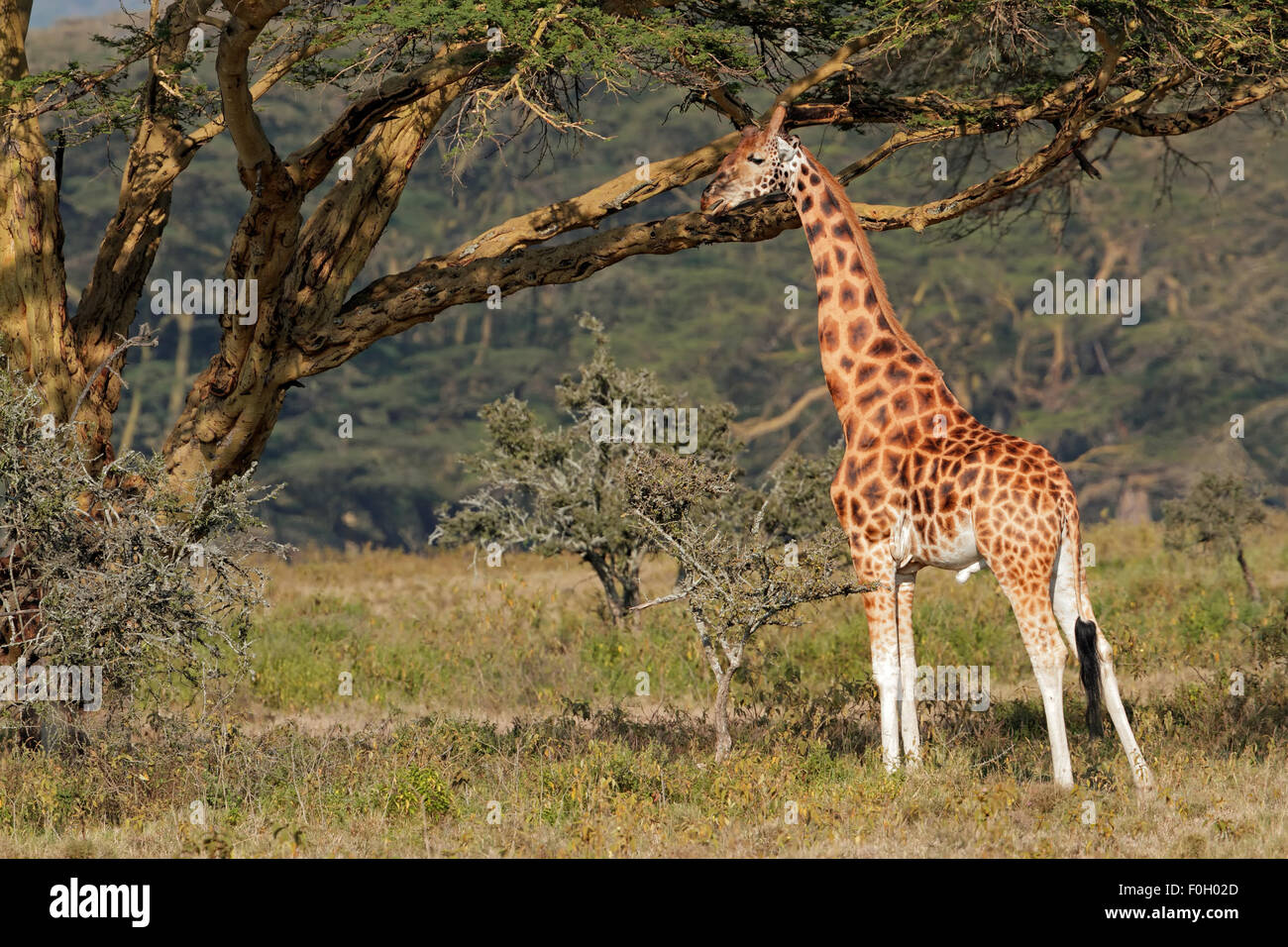 Rara giraffa Rothschild (Giraffa camelopardalis rothschildi), il lago Nakuru National Park, Kenya Foto Stock