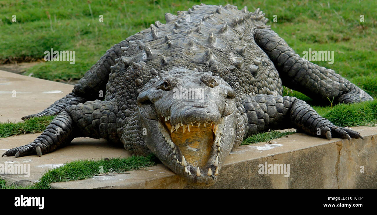 Coccodrillo nero immagini e fotografie stock ad alta risoluzione - Alamy