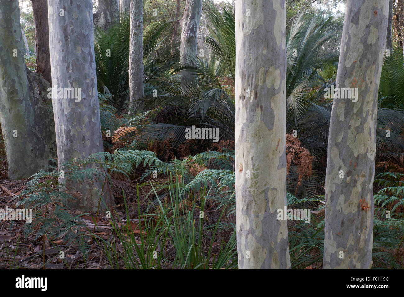 Foresta costiera Mimosa Rocks National Park, NSW Australia Foto Stock