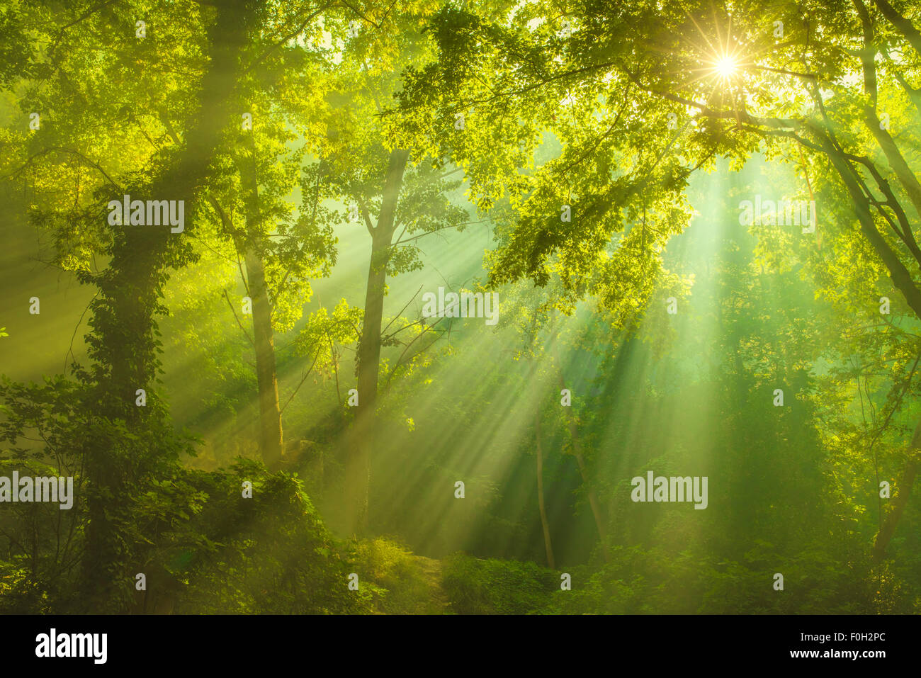 Raggi di sole e il verde della foresta Foto Stock