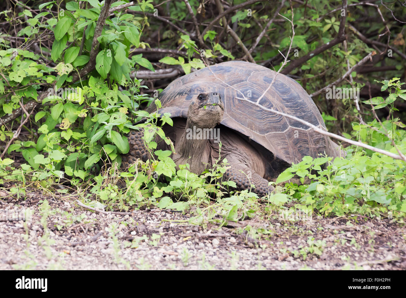 Tartaruga Galapagos uscente delle boccole Foto Stock