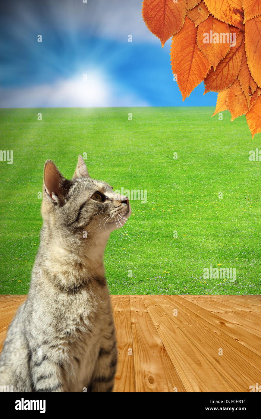 L'autunno è venuta - concetto con striped cat guardando sbiadito da foglie di un albero in piedi sul cortile sul pavimento in legno mentre s Foto Stock