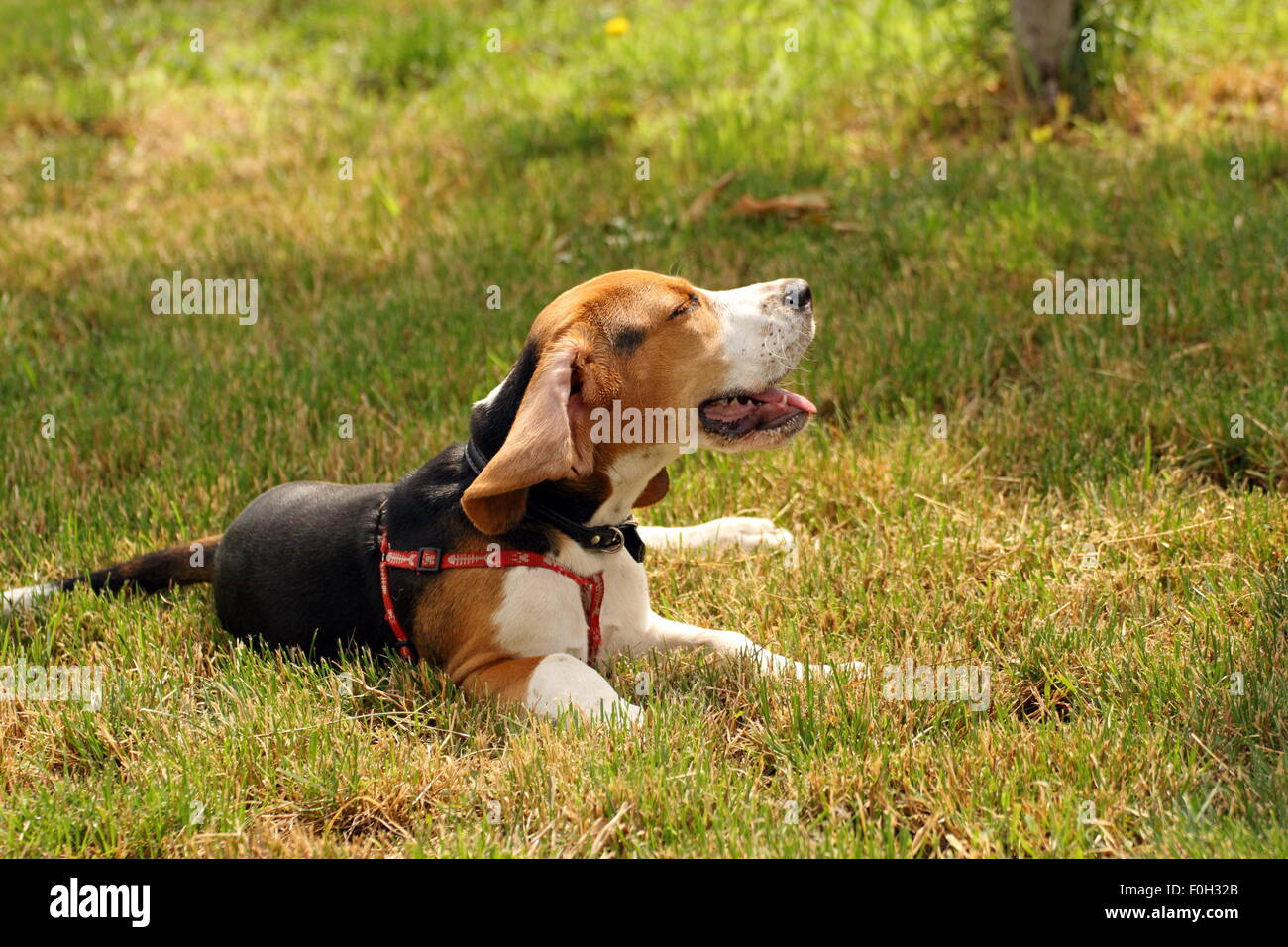 Lazy beagle in piedi in erba in un caldo giorno d'estate Foto Stock