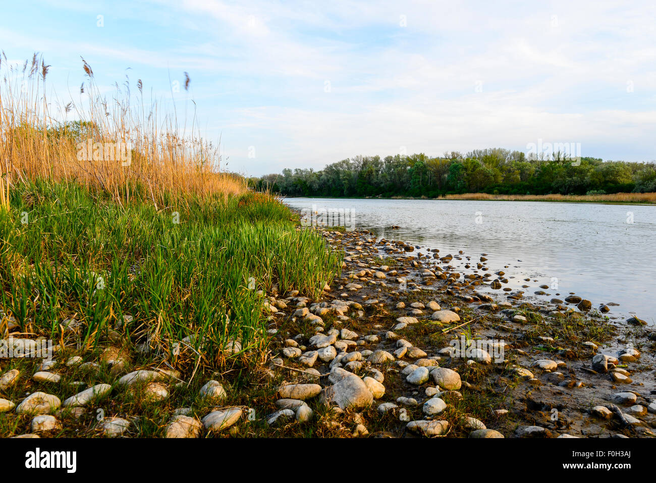 Kühwörther Wasser, Danube-Auen National Park, Austria Inferiore, Austria Foto Stock