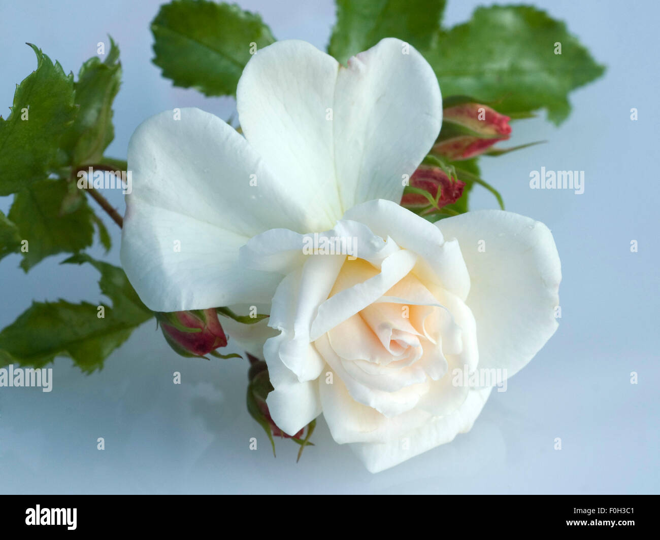 Weisse Rose, Strauchrose, Foto Stock