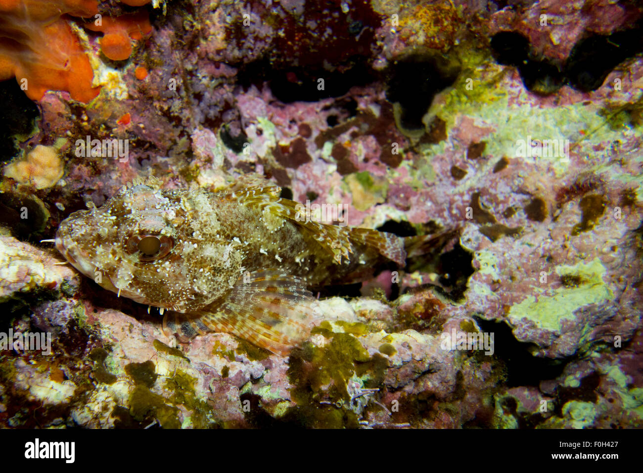 Il pesce nana, Scorpaena notate, sulle alghe coperto roccia nel mare Mediterraneo, Malta. Foto Stock