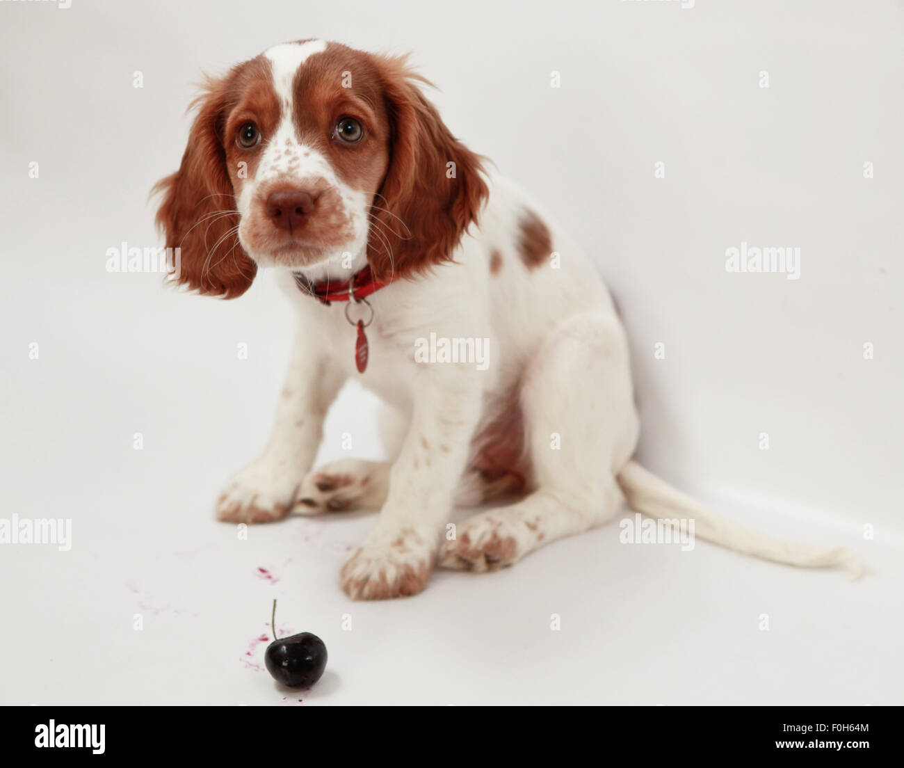 Cucciolo di Sprocker Foto Stock