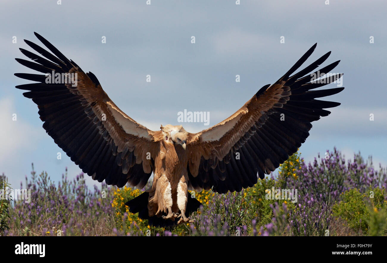 Grifone (Gyps fulvus) lo sbarco, Estremadura, Spagna, Aprile 2009 Foto Stock