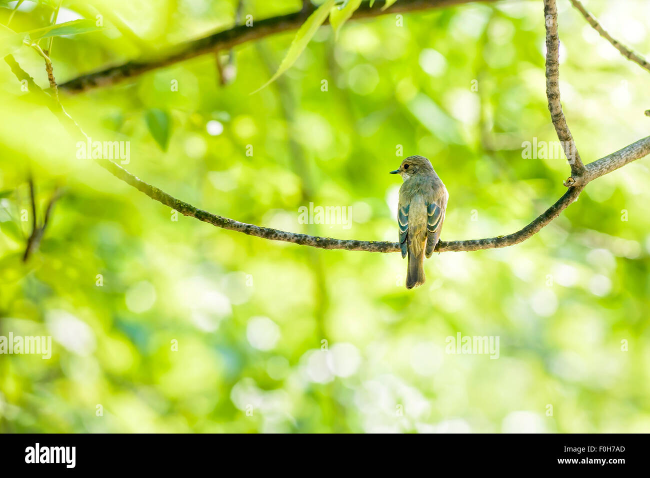 Un collare Flycatcher sorge su un ramo di salice nel bosco vicino a un lago a Kiev, Ucraina Foto Stock
